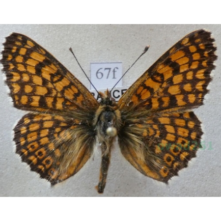 Melitaea cinxia (Linnaeus, 1758) male Przeplatka cinksia France67f